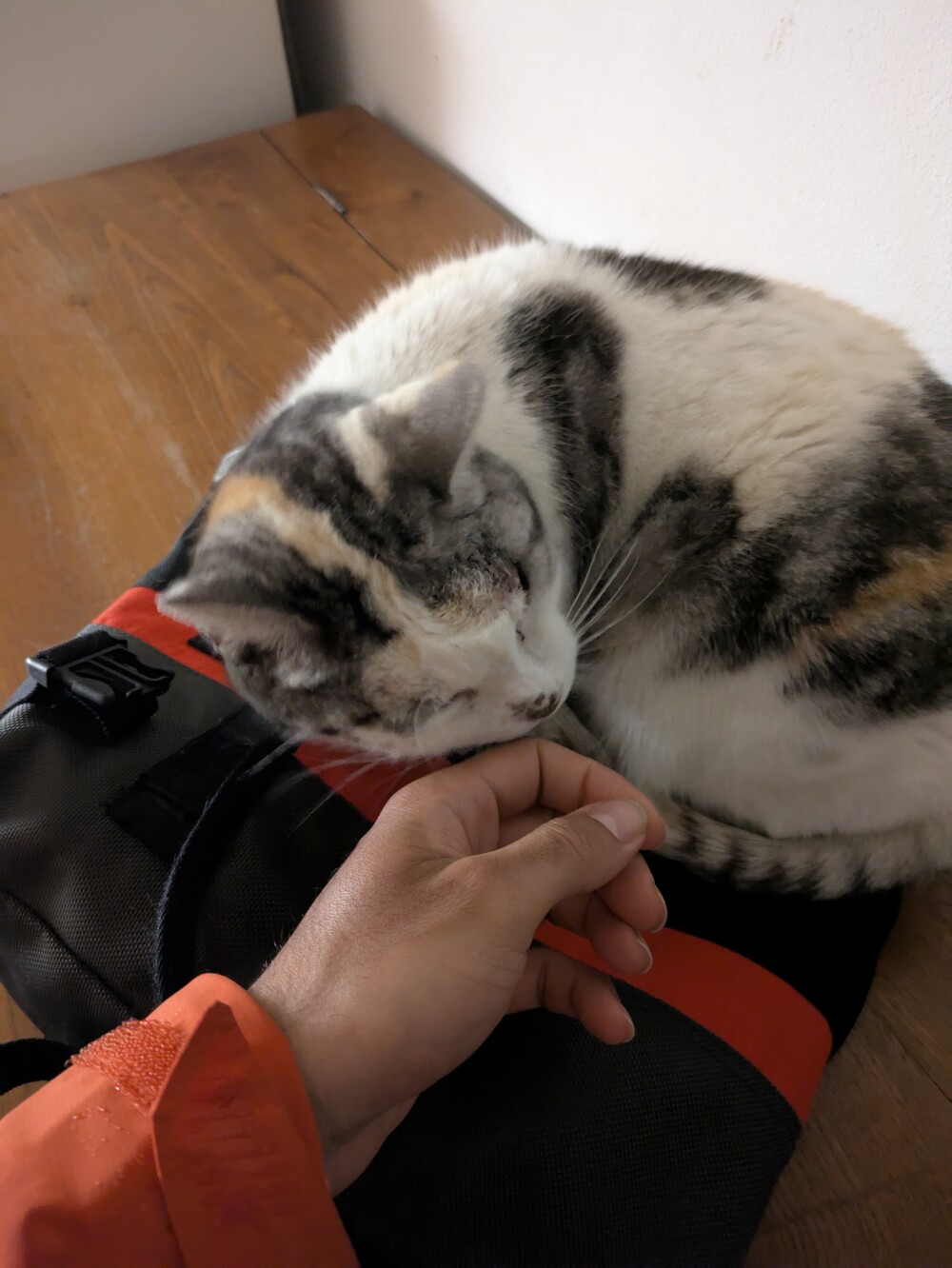 Friendly cats