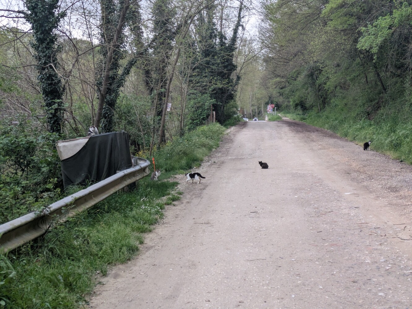 This road was blessed with many cats