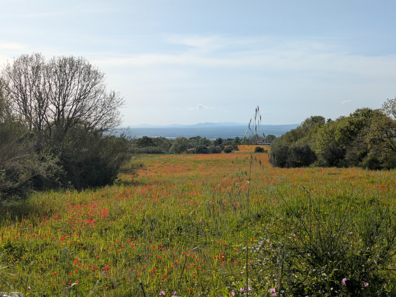 Our poppy meadow