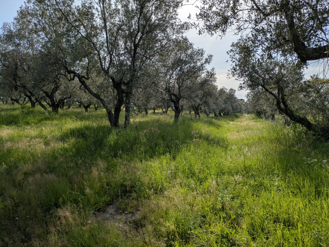 And the olive orchard next door