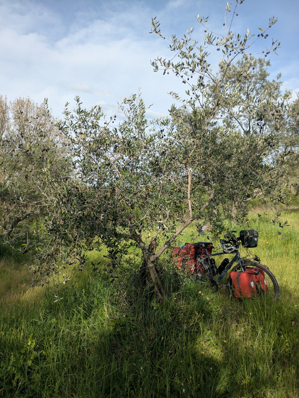 We camped in a clearing