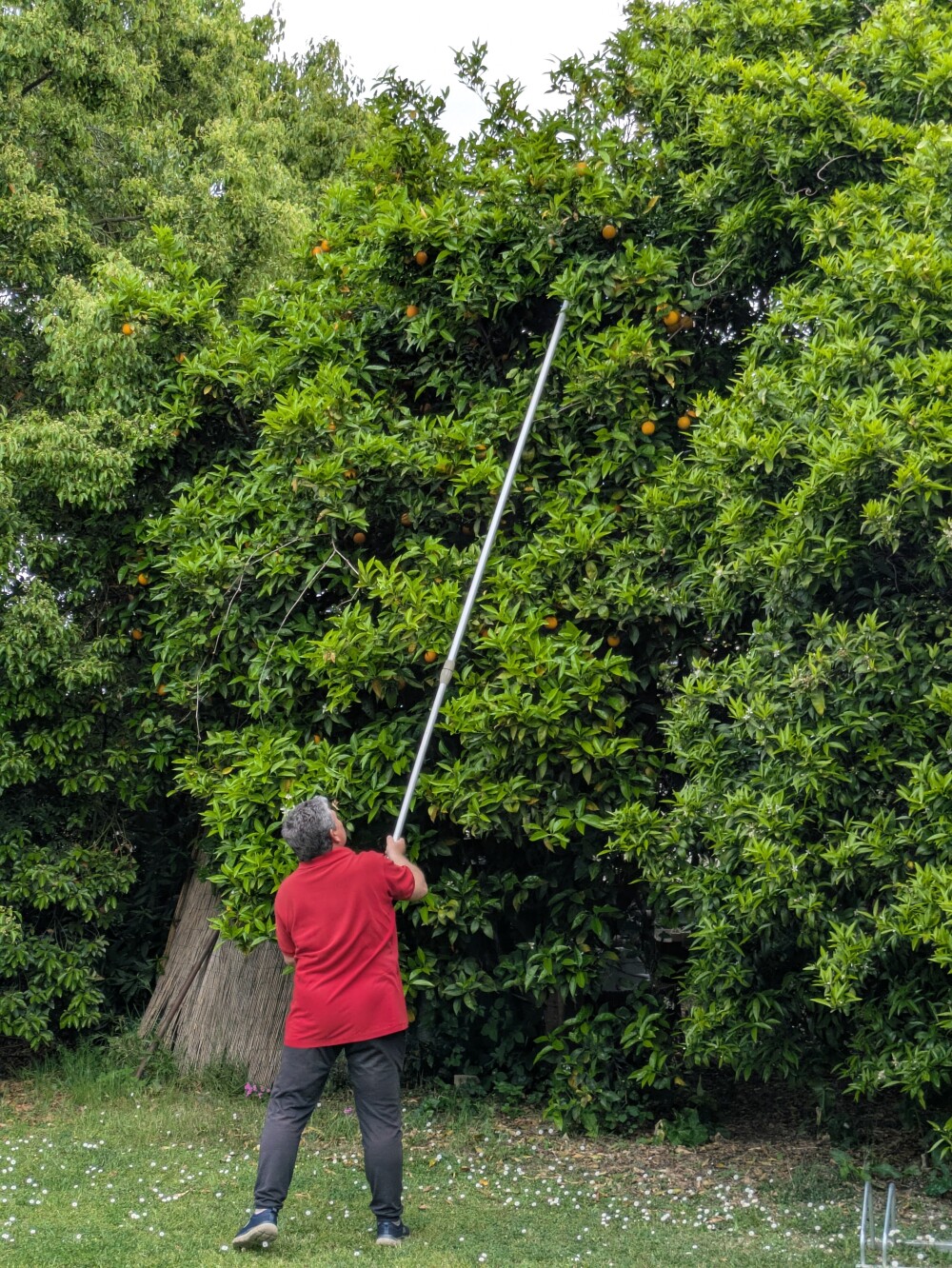 Oranges coming off the tree for some very fresh juice