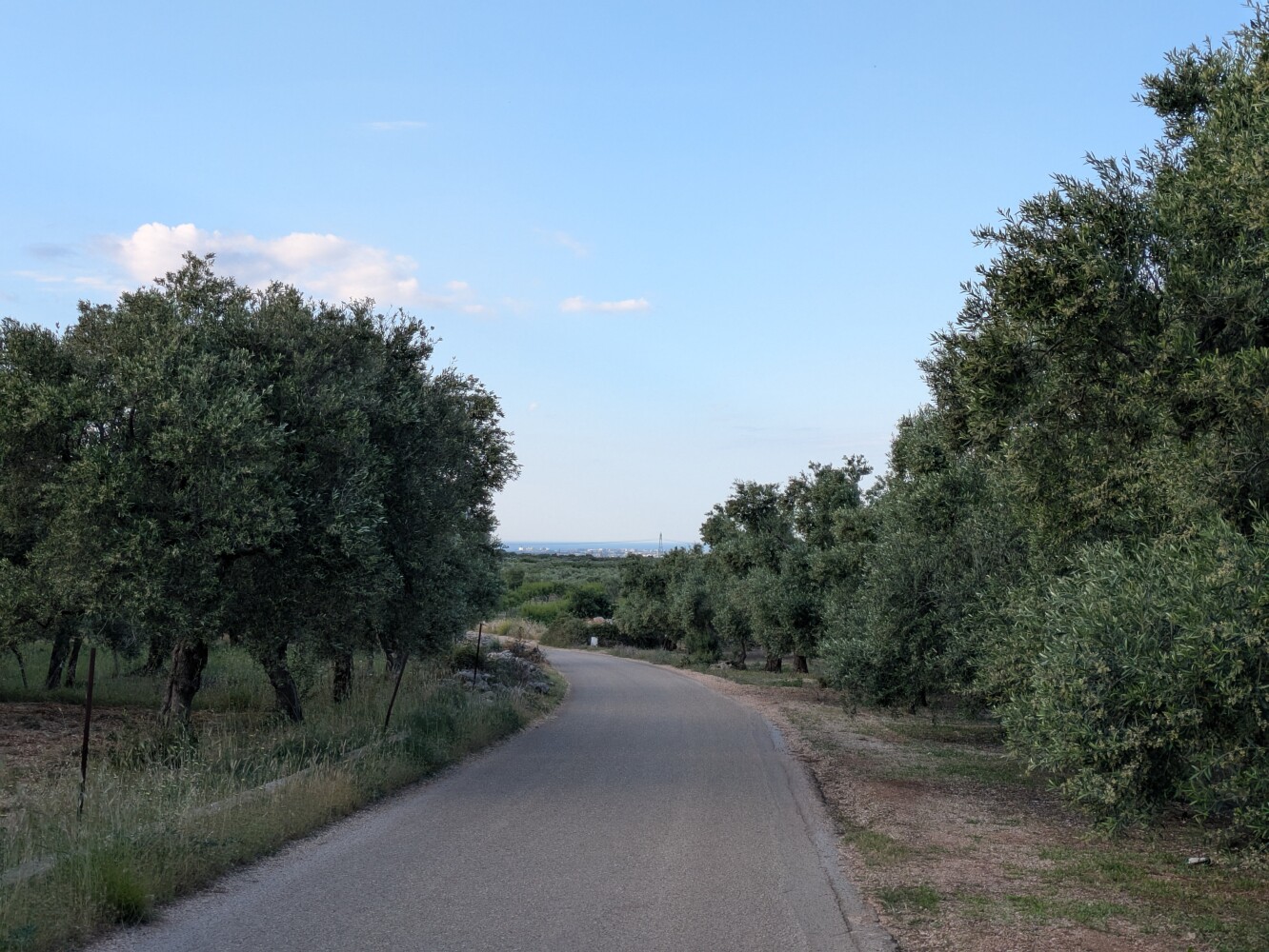 Olive trees all around, and the coast ahead