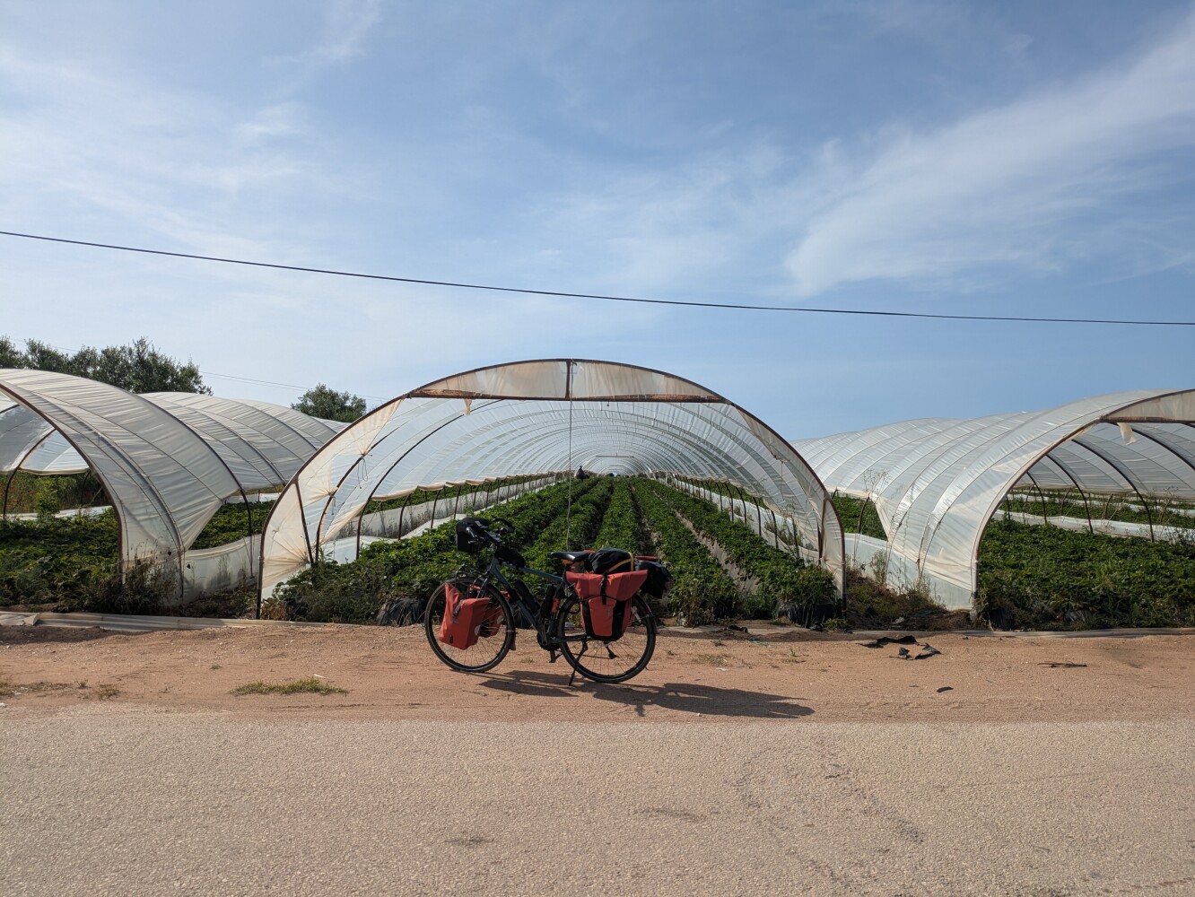 These polytunnels are all full of strawberries