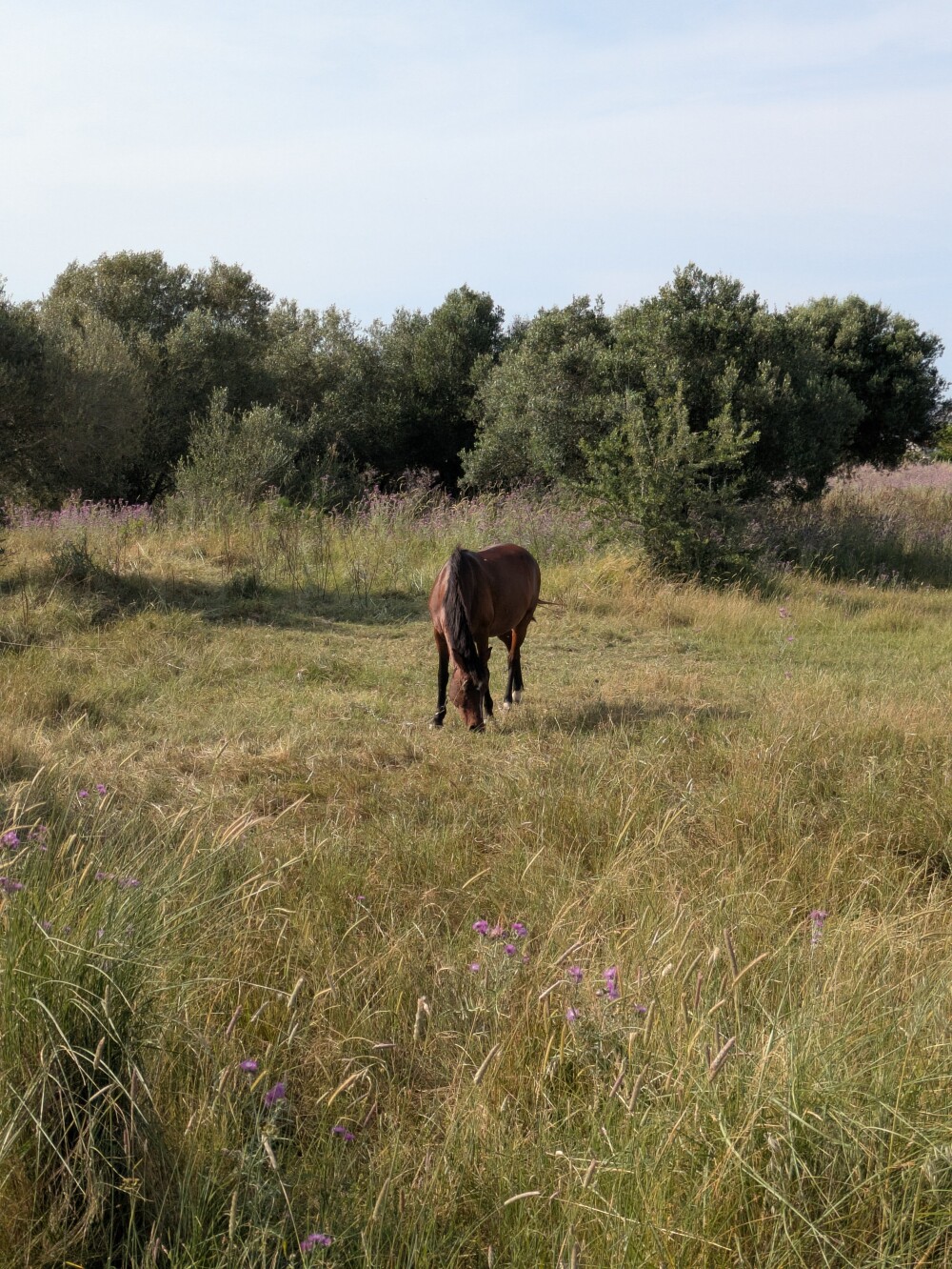 Local wildlife includes spooky horses