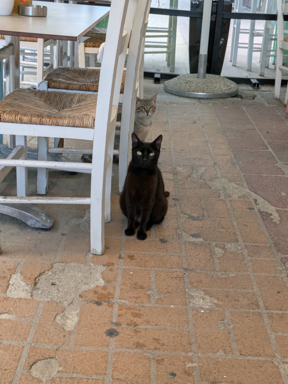 Street cats in Corinth