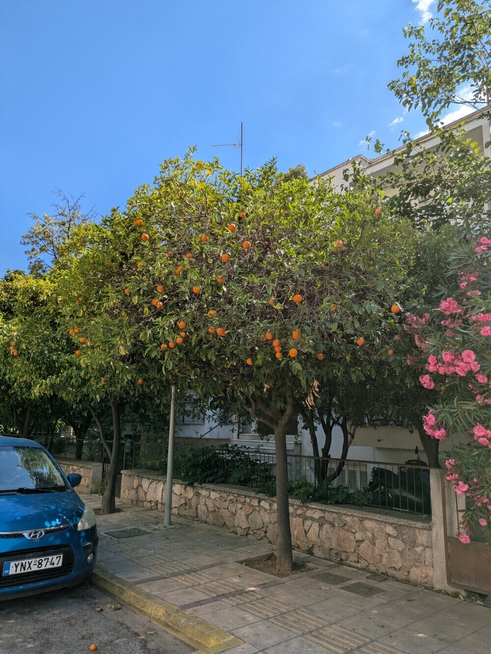 Plenty of oranges in Athens. I picked a street lemon.