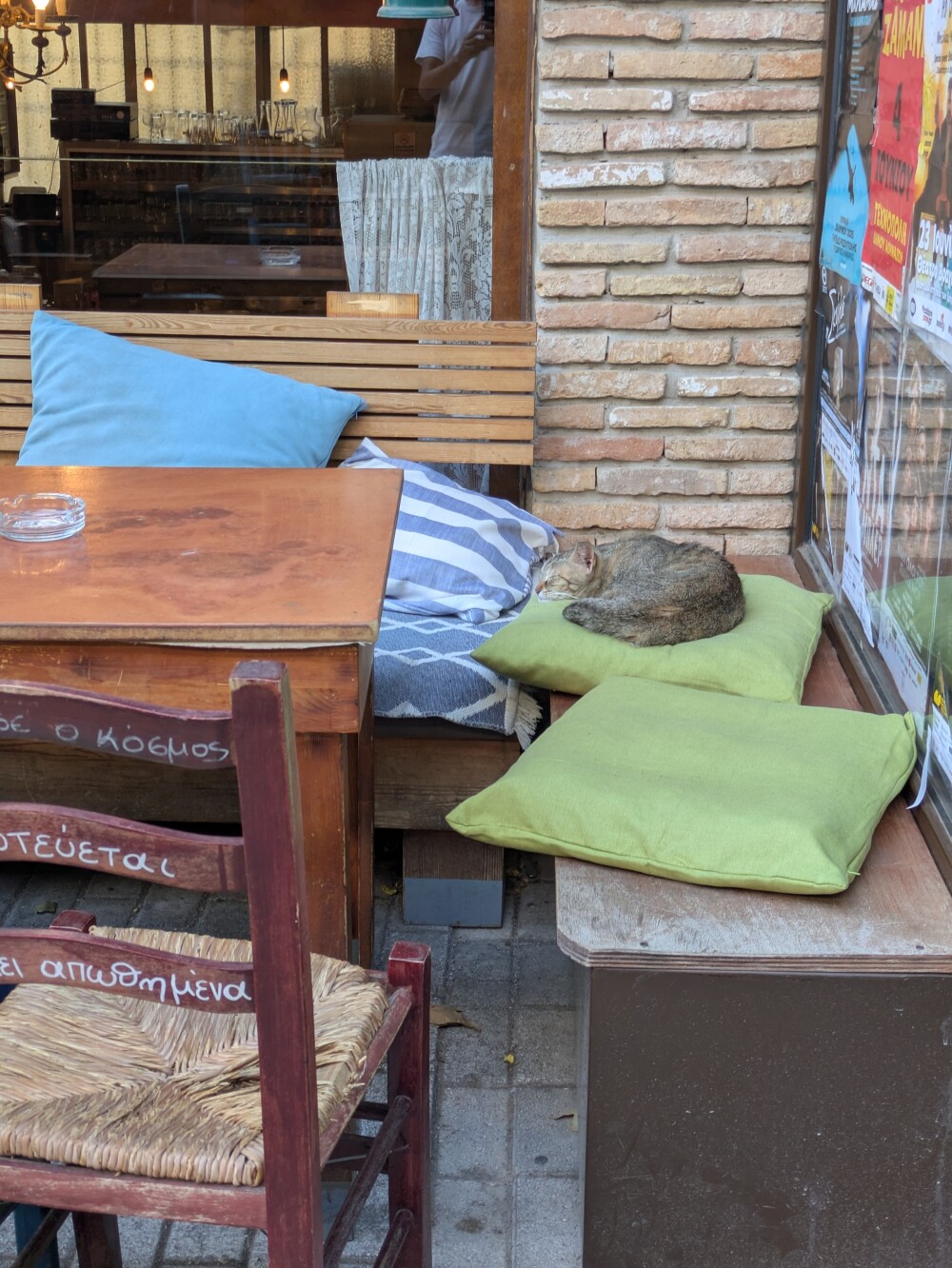 And more street cats