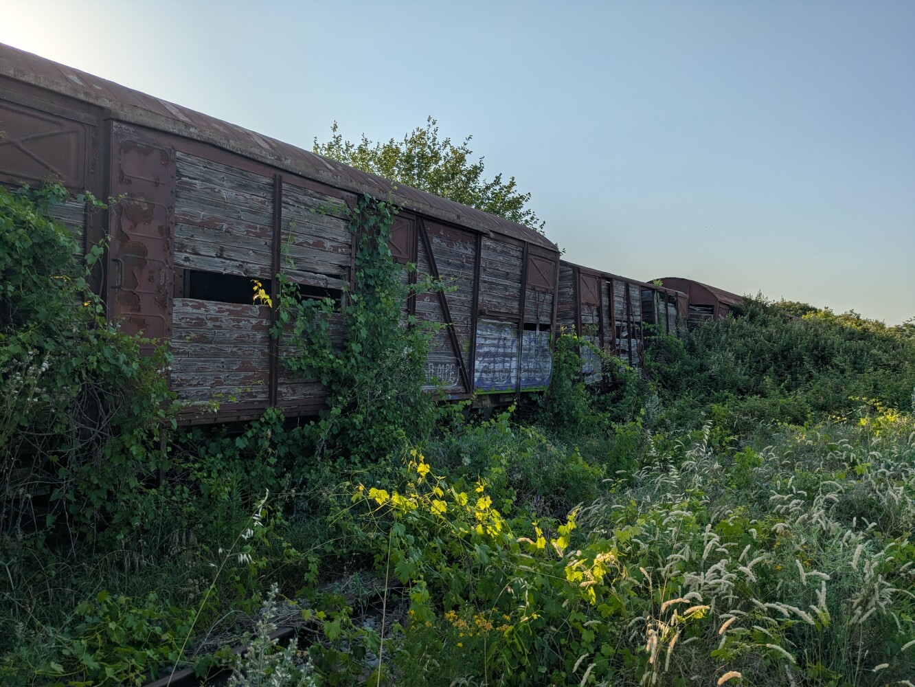 Reclaimed by nature: the 'train cemetery' outside Thessaloniki