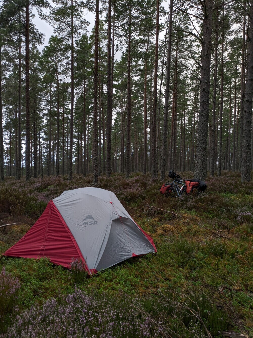 Midge-infested accursed forest