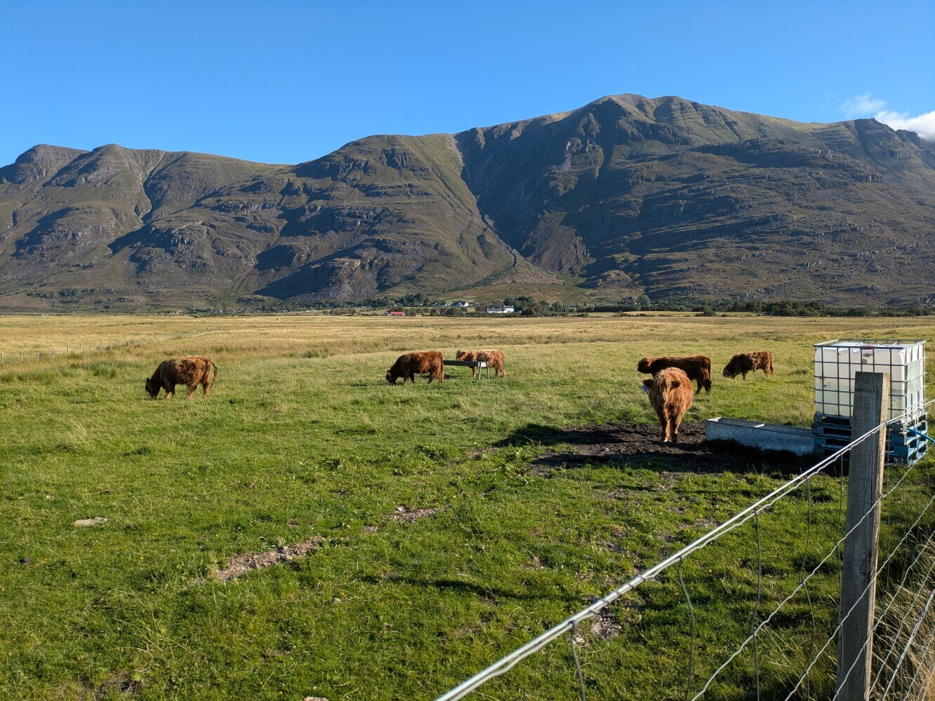 Highland coos