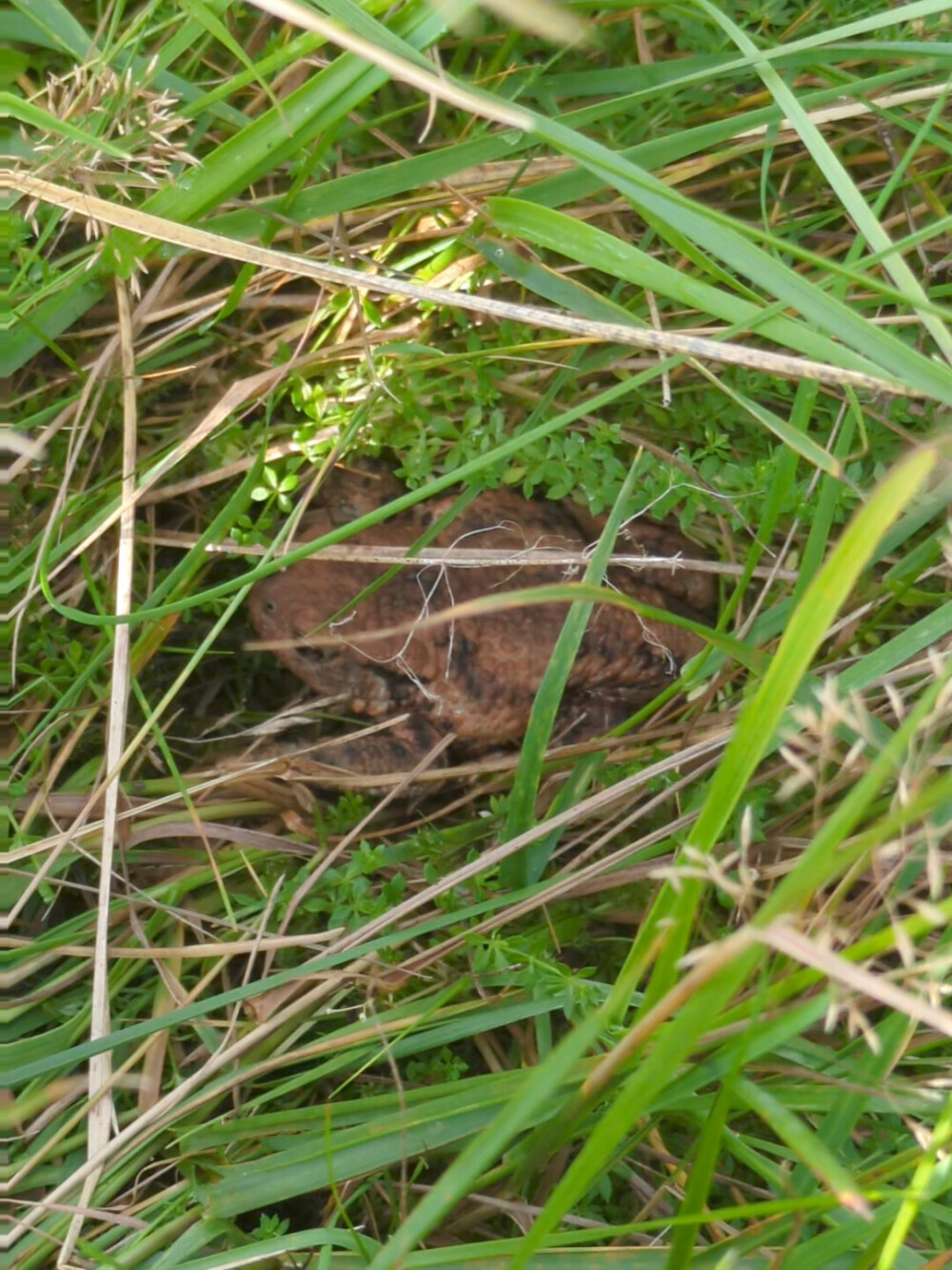 A morning frog friend