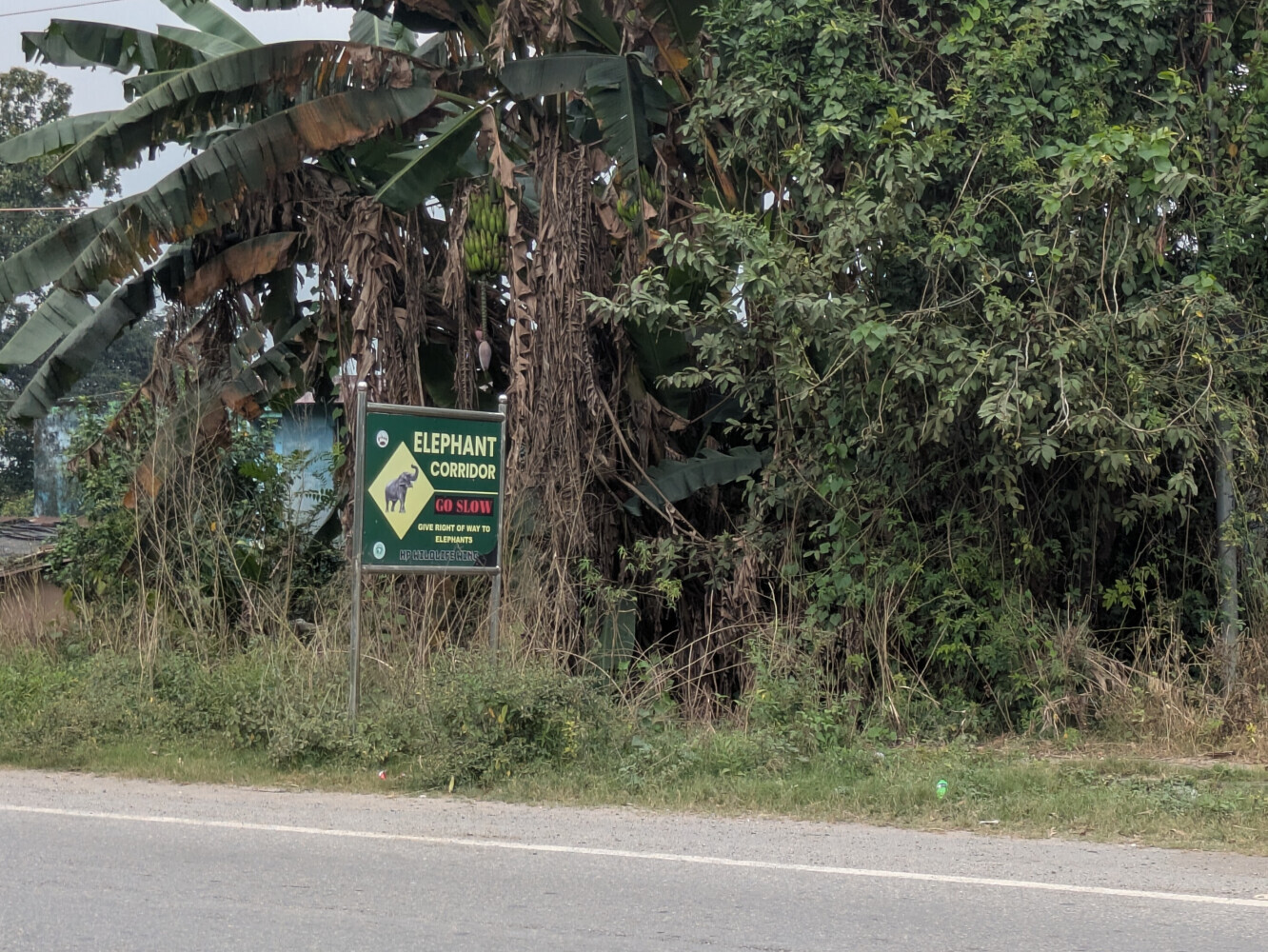 I didn't spot any elephants sadly