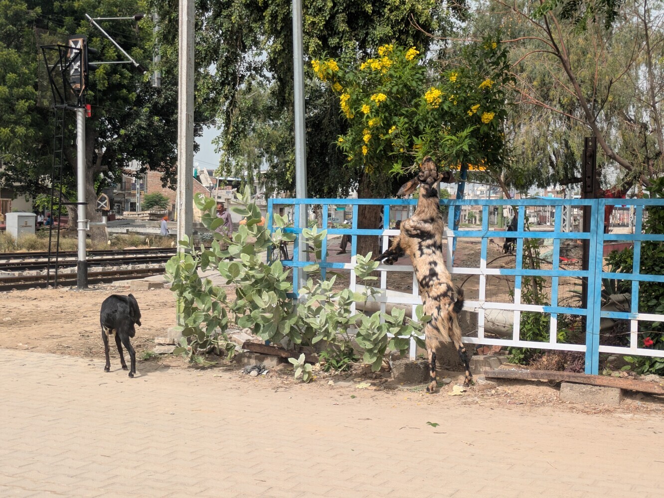 Crossing the train line for a tree snack