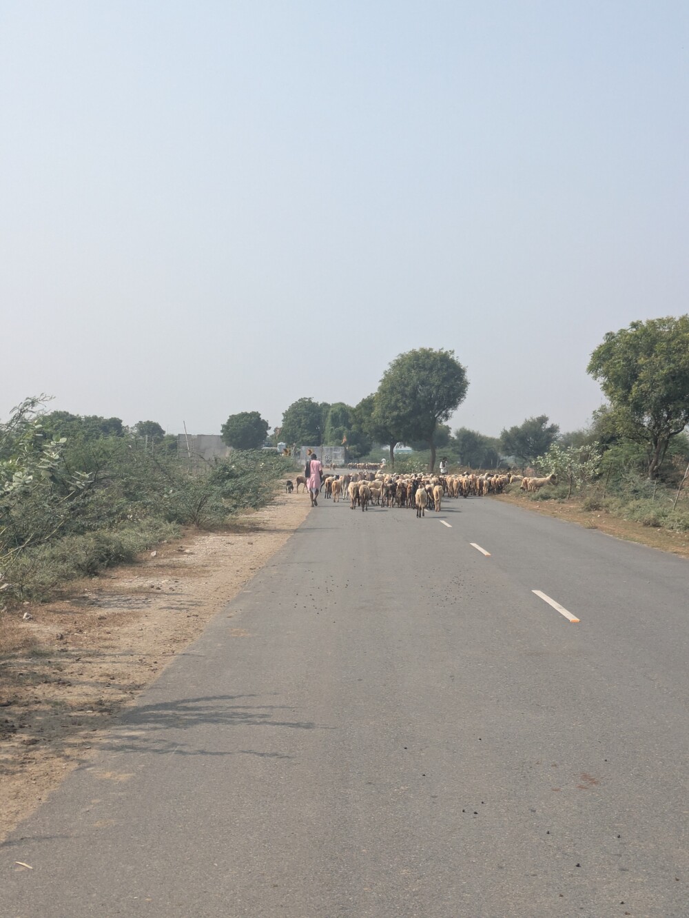 Plenty of livestock on the roads