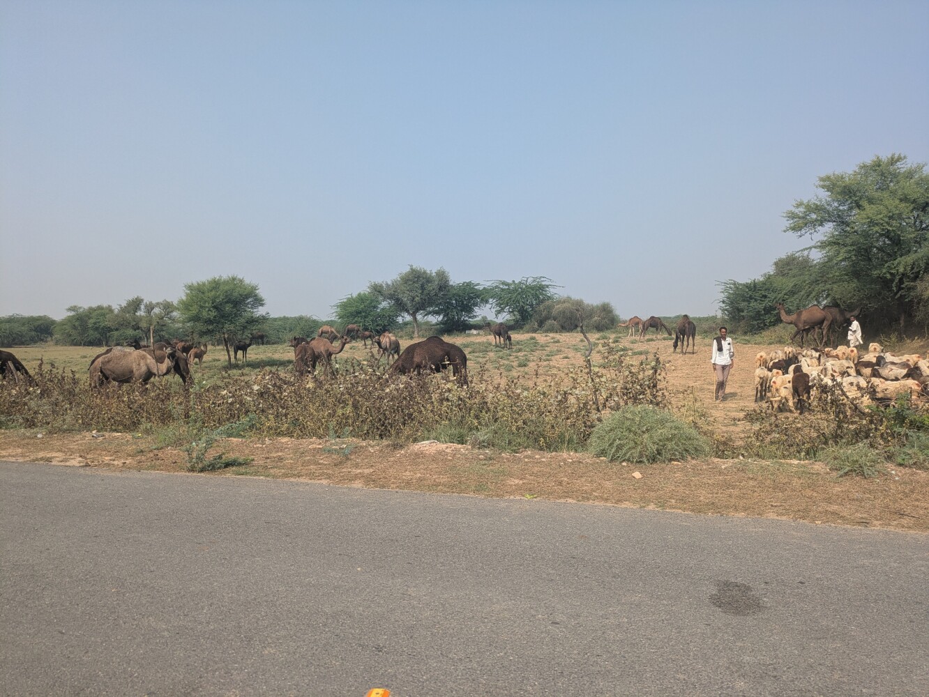 And a rarity: a large group of camels