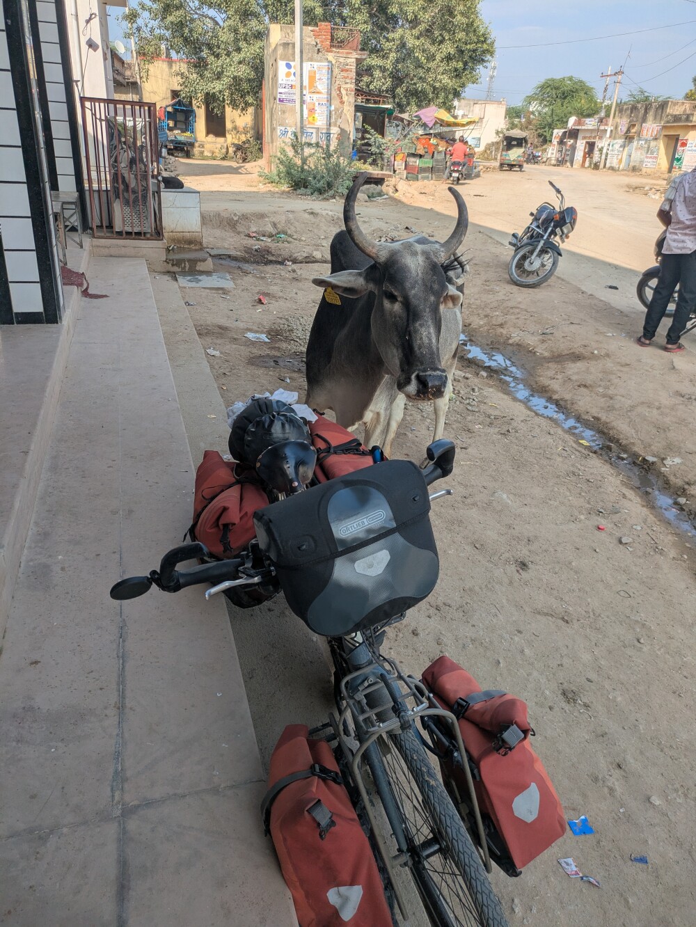Curious cow