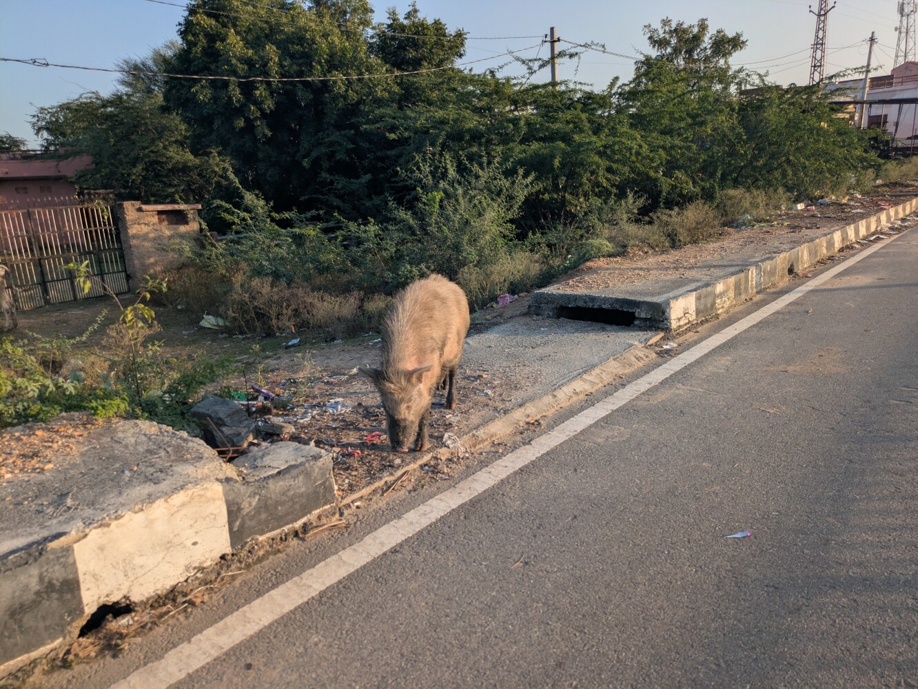 The first pig I've spotted in India. They're rare here because they're often considered unclean.