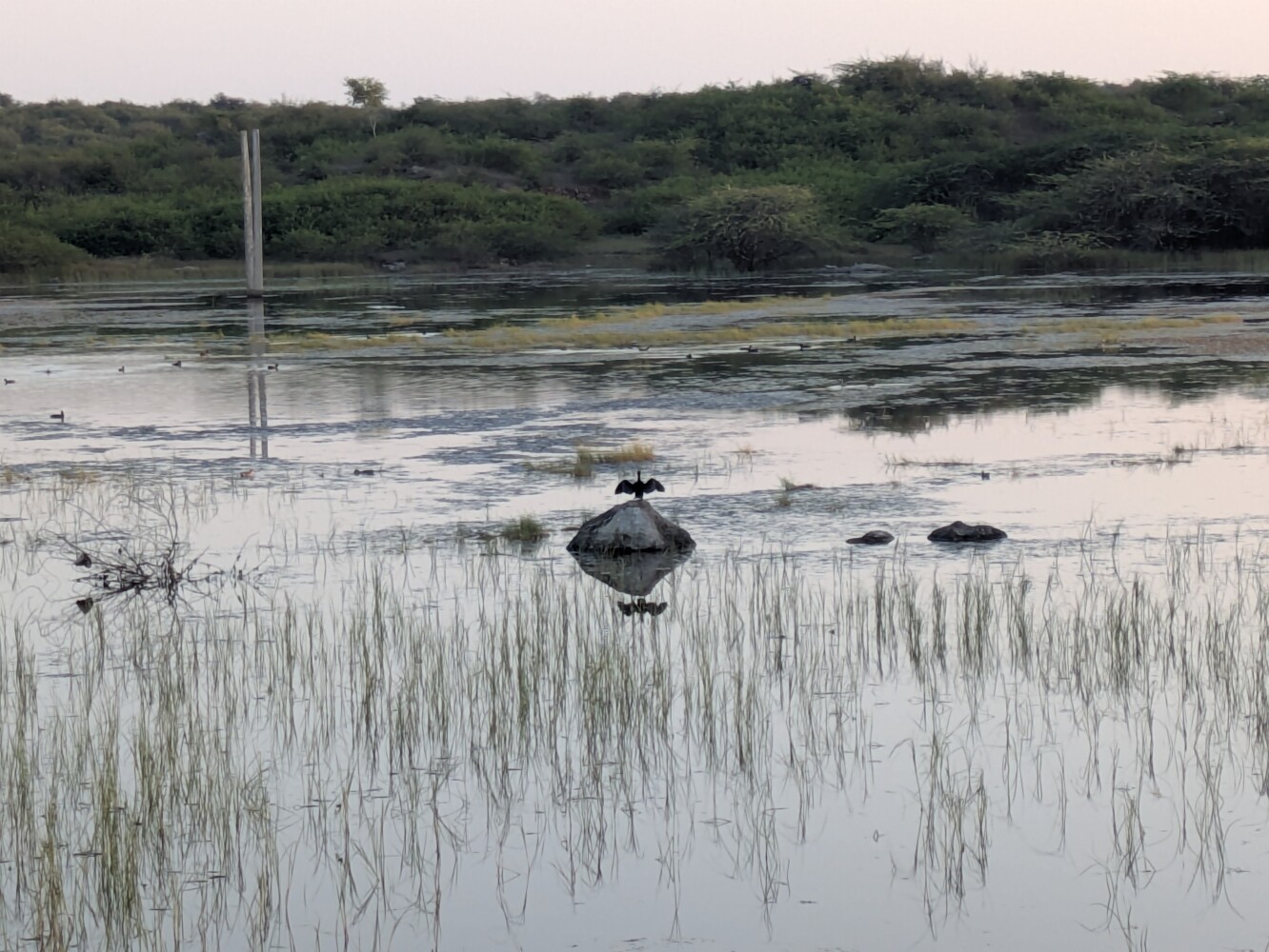 A cormorant drying its wings