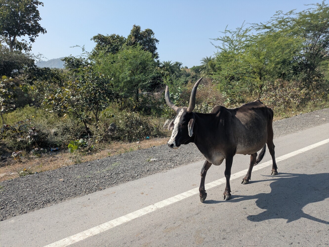 Nice horns