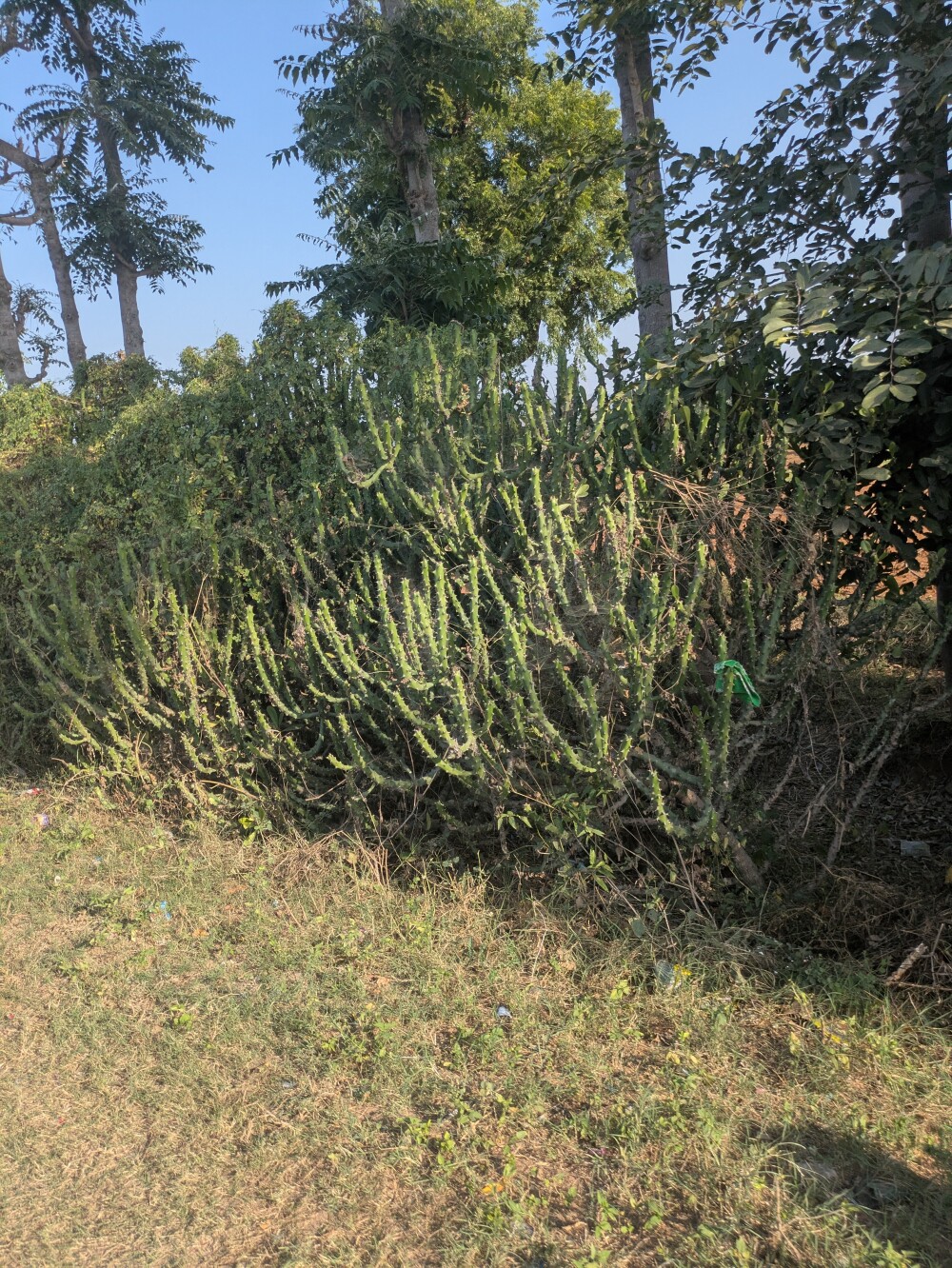 Exciting new cactus
