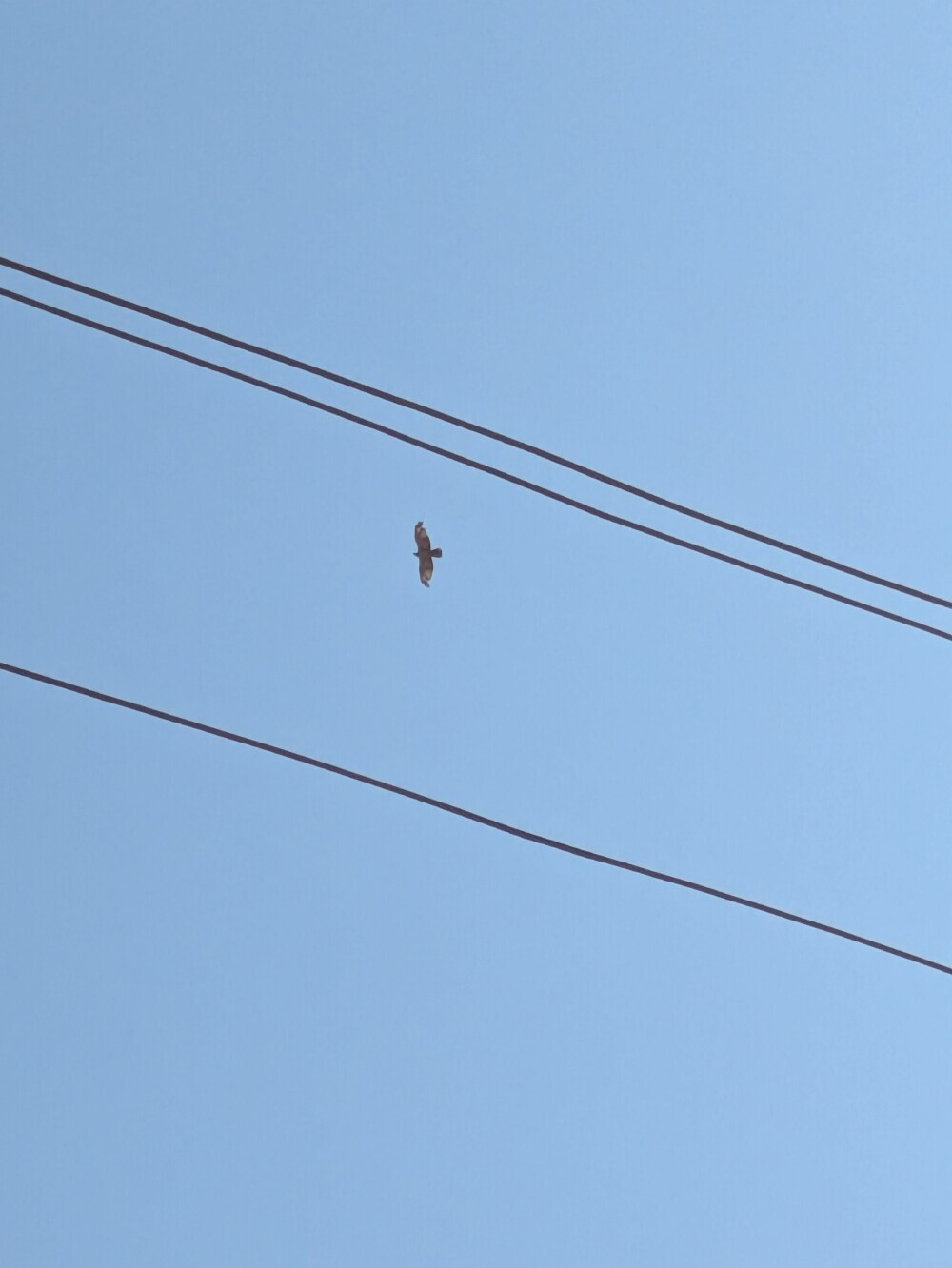 Birds!