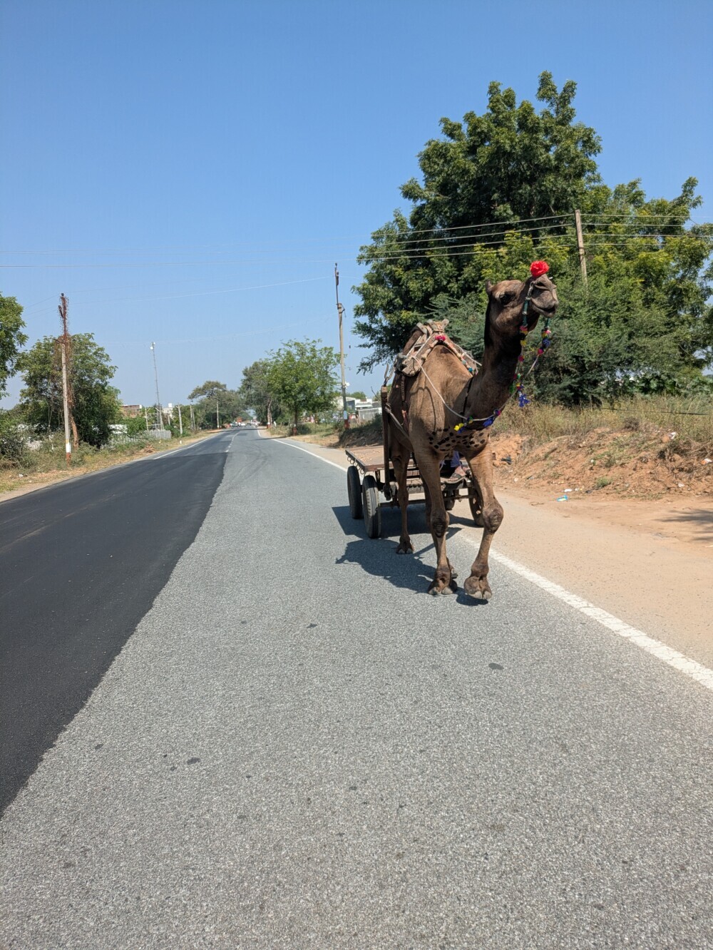 Camel drawn carts haven't disappeared just yet