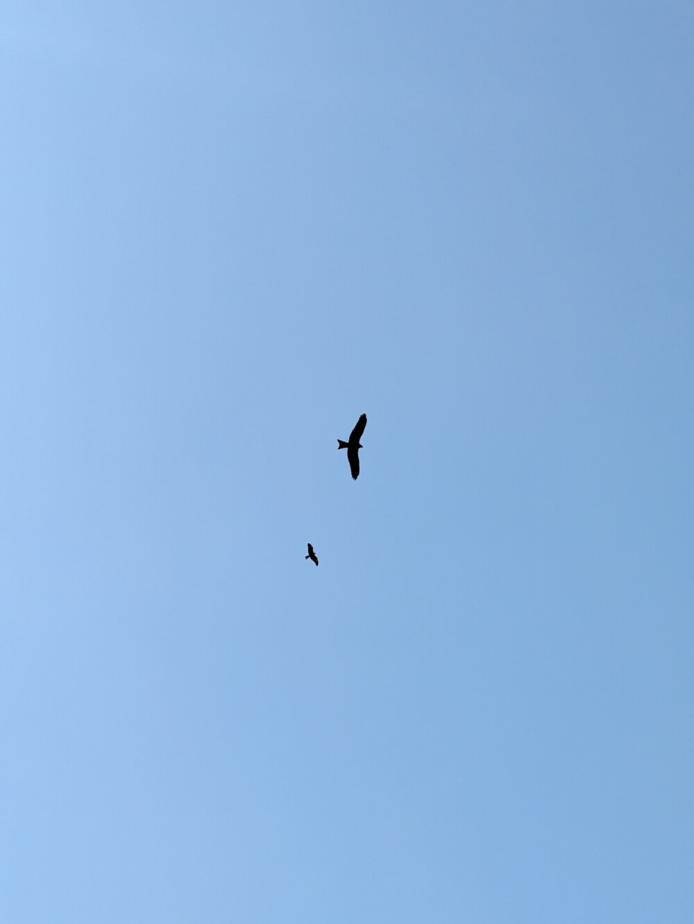 Black kites by the river in Ahmedabad