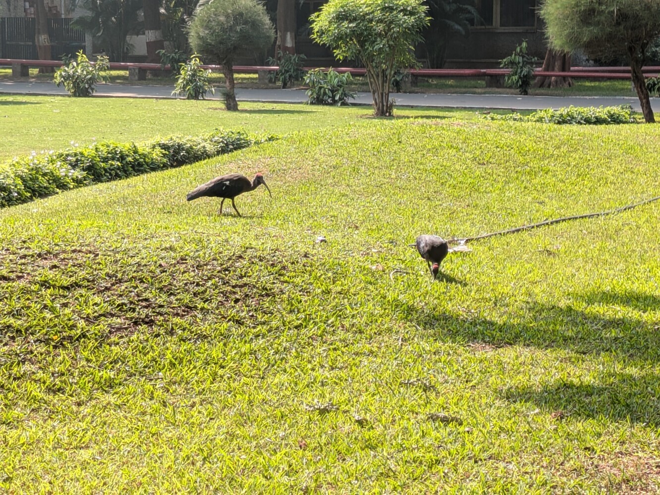 Ibises in Anand