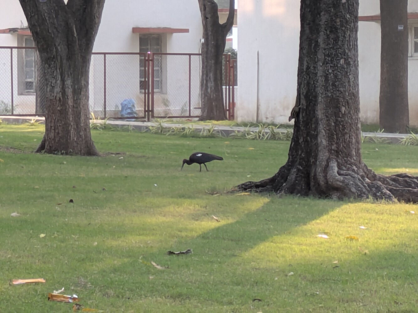 Another ibis