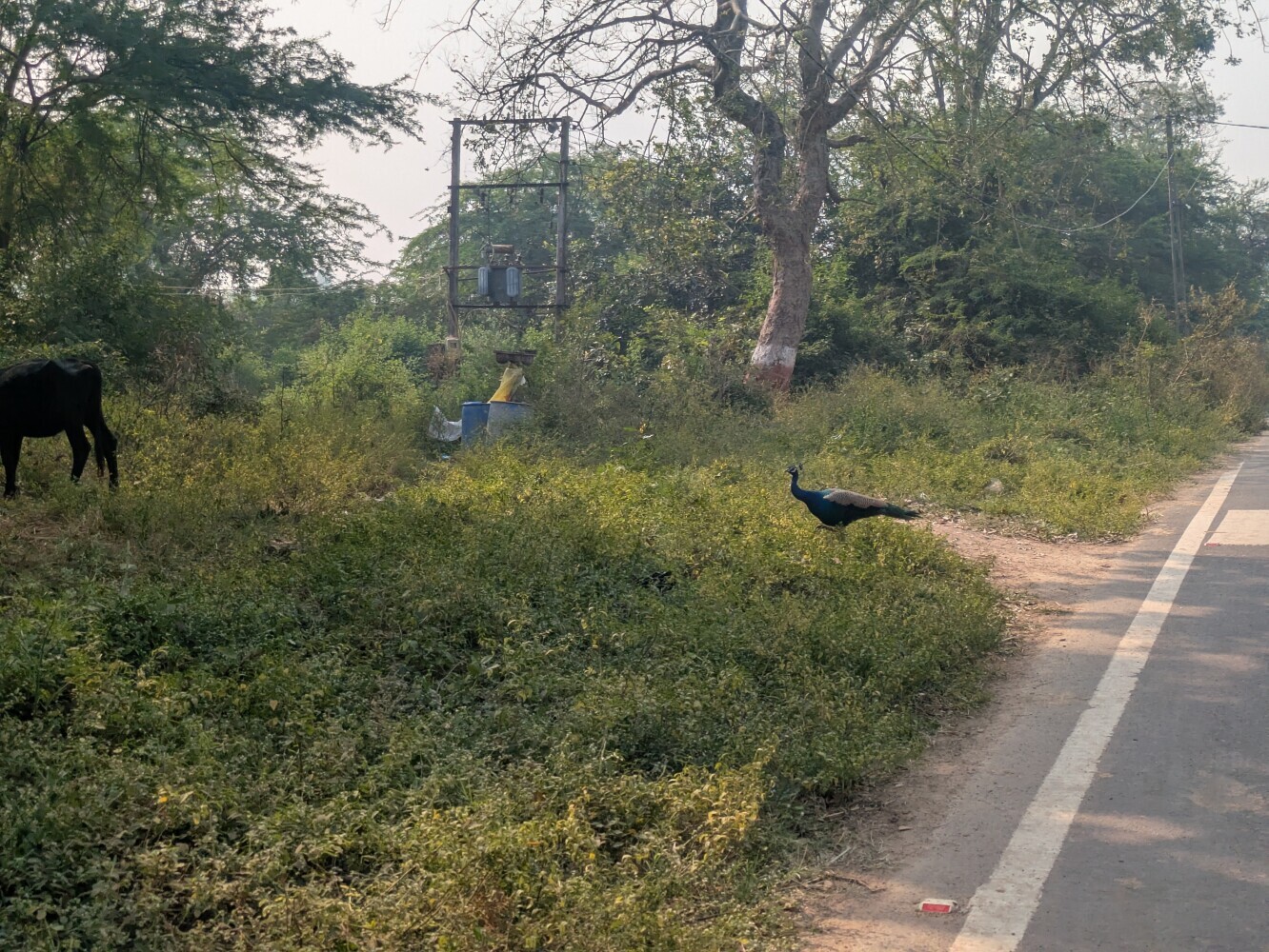 Roadside peacock, completely normal