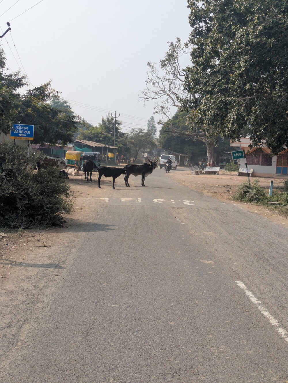 And of course cattle