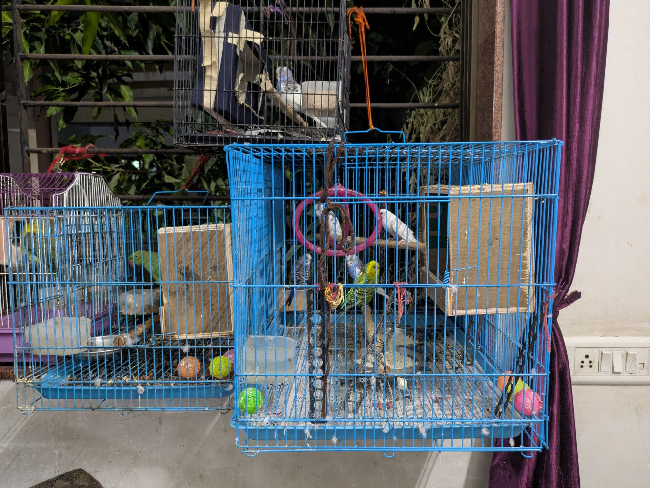 Atik kept some adorable birds