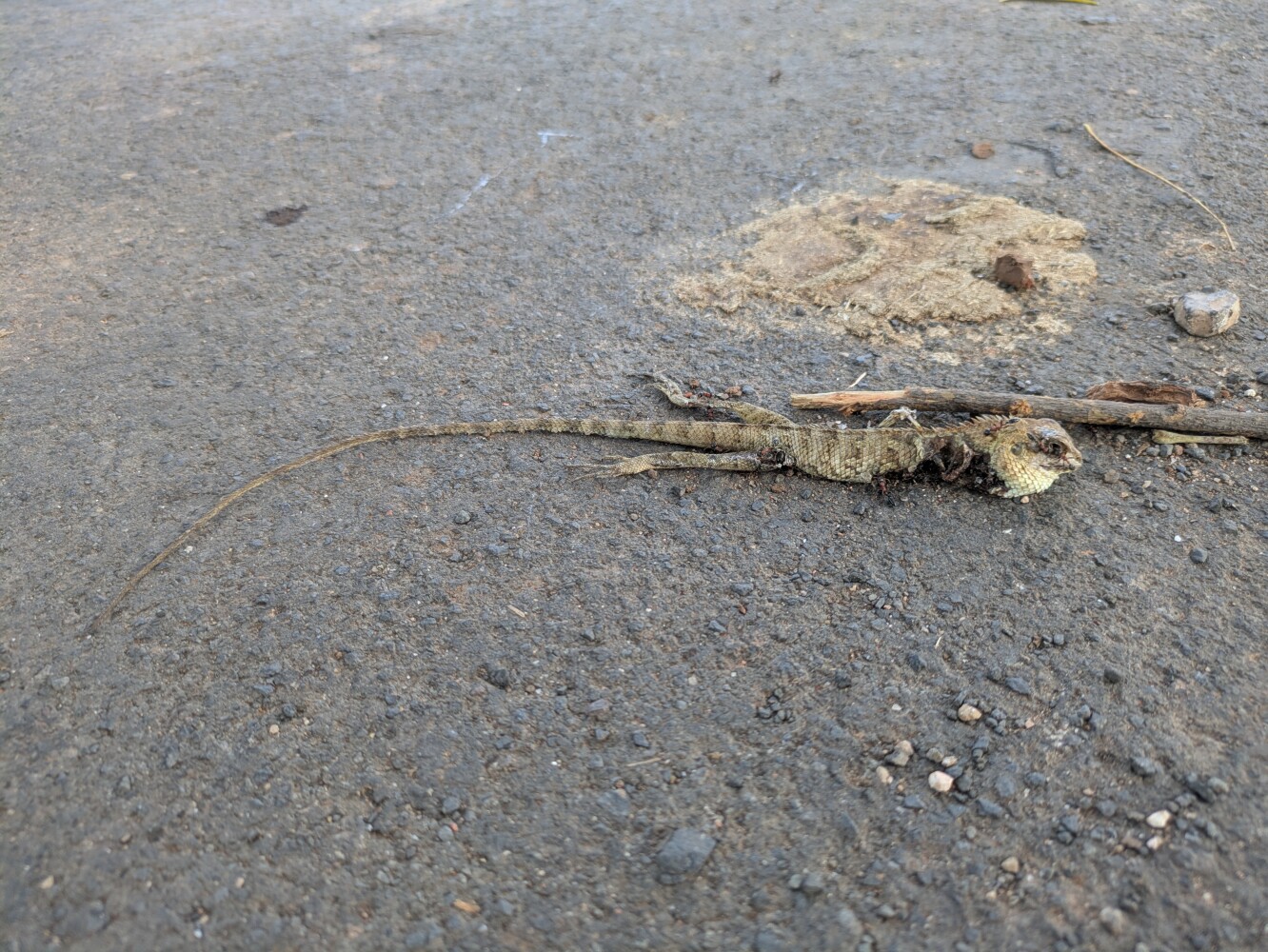 But my favourite was this lizard