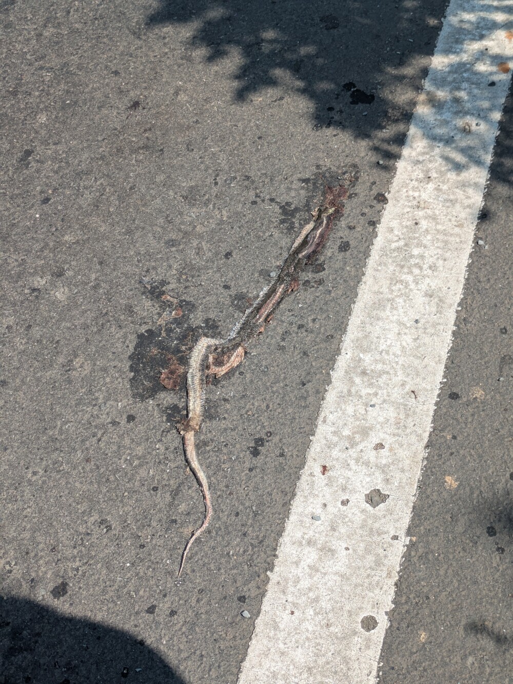I thought this roadkill snake was quite interesting