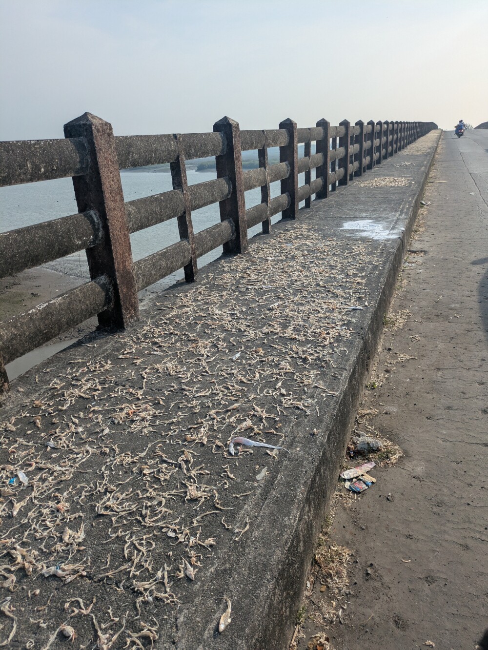 Fish drying on the pavement