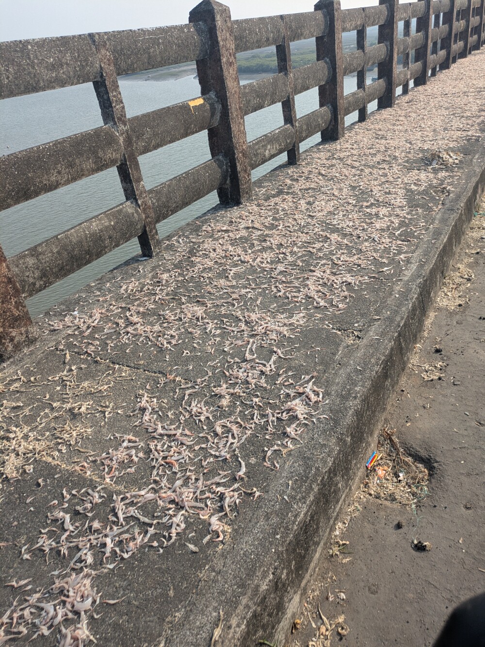 There were so many