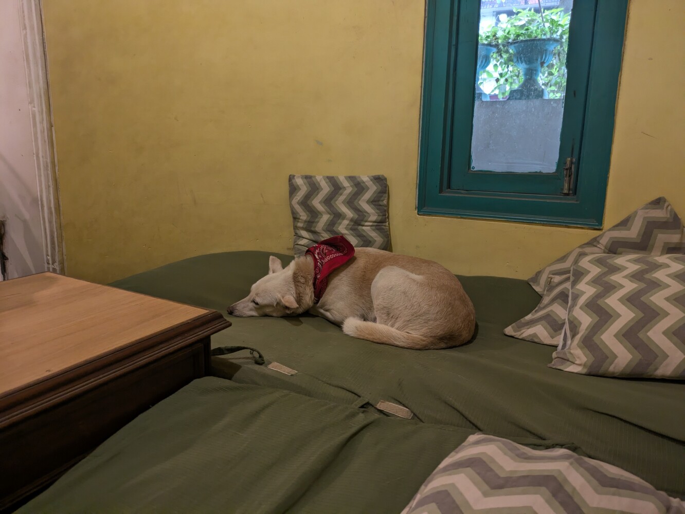 My hostel had a cute little dog