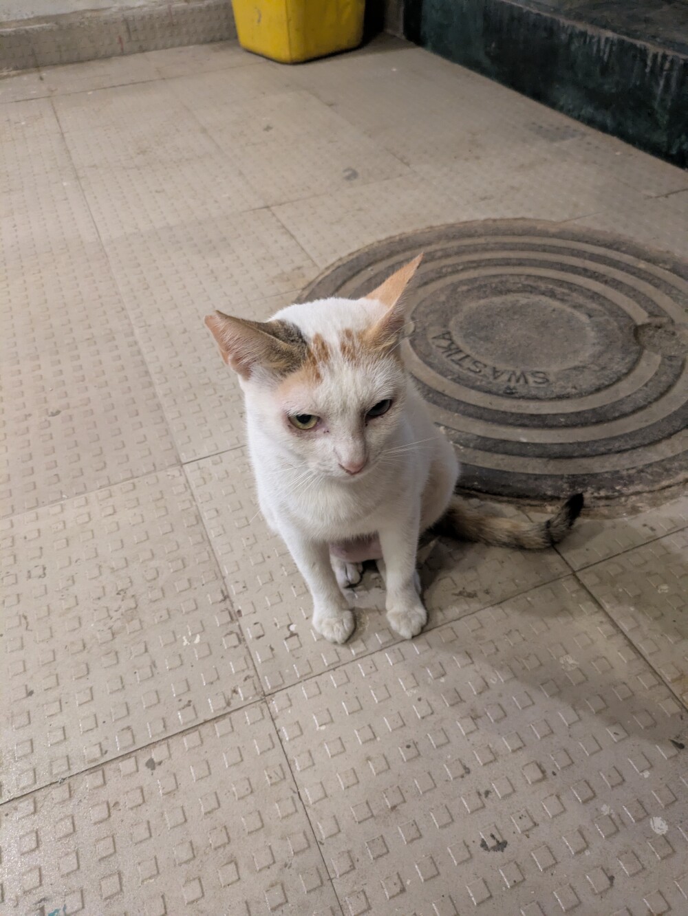 Mumbai has street cats