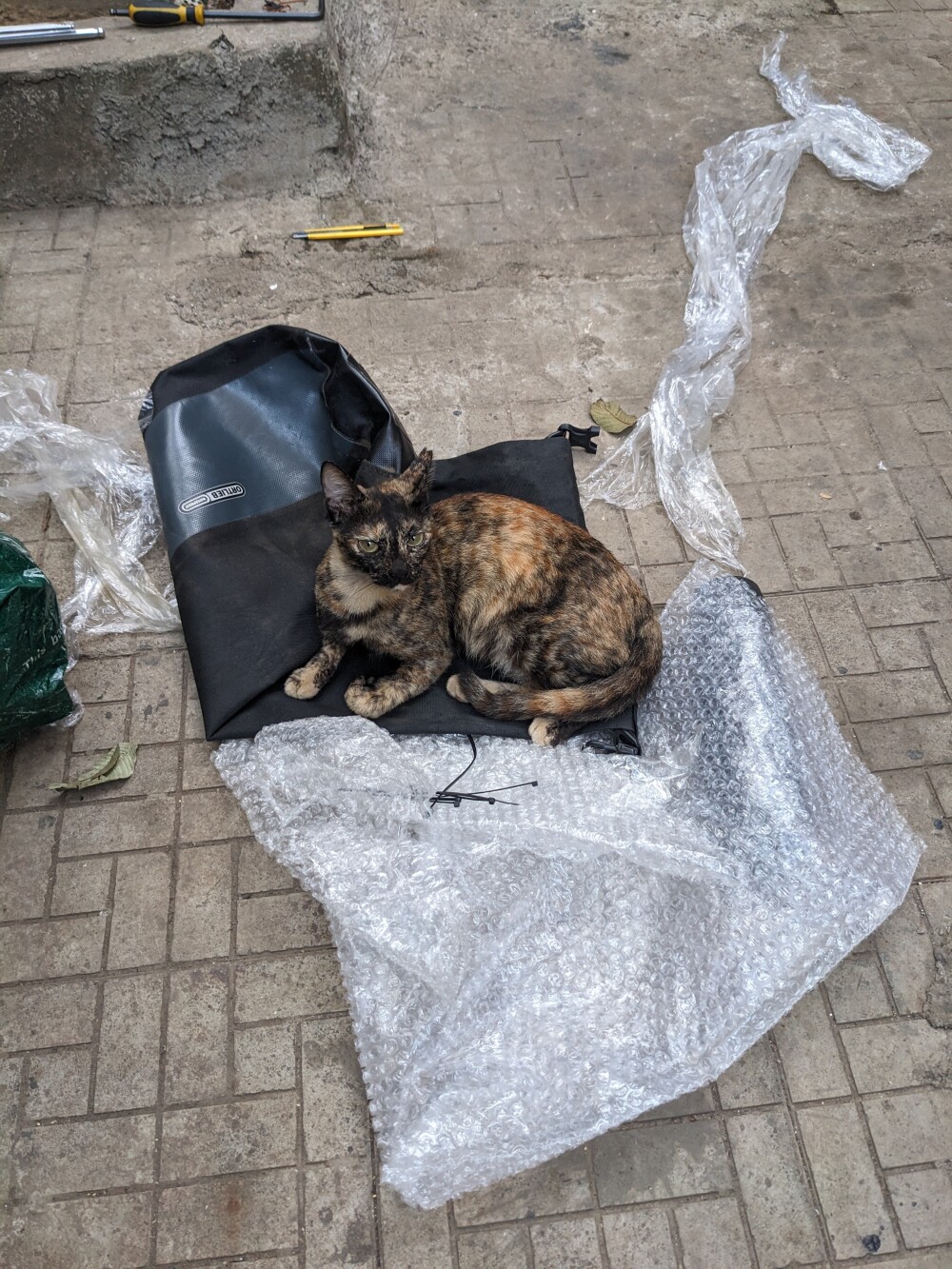 The bike shop's resident cat wanted to come with me