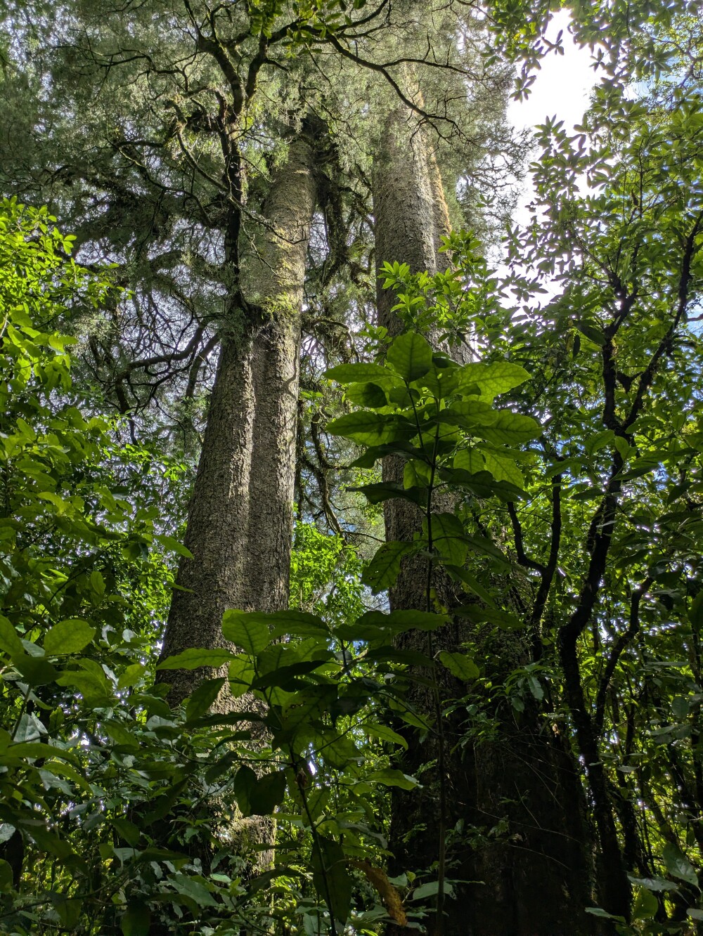 Tall trees