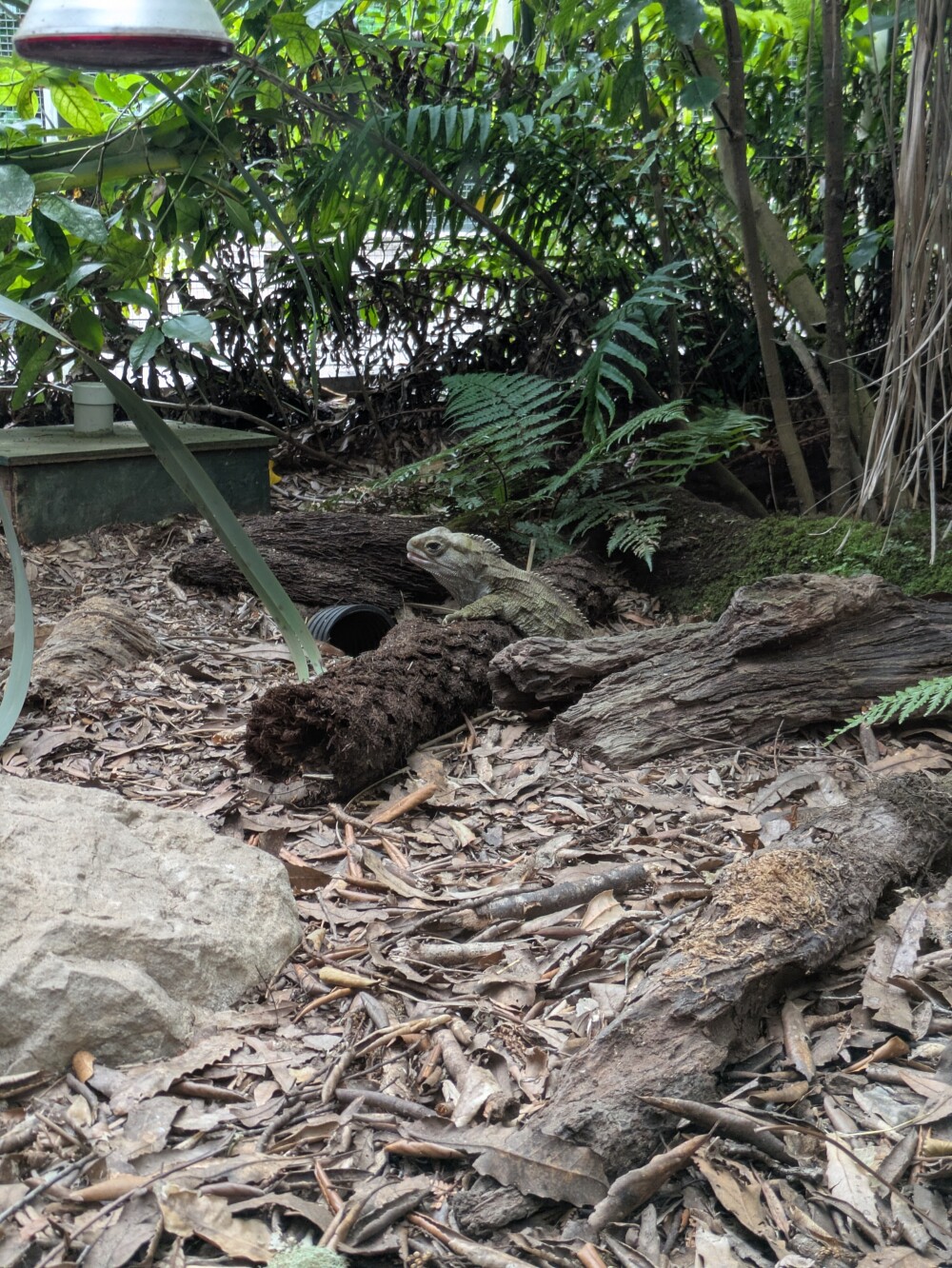 A tuatara